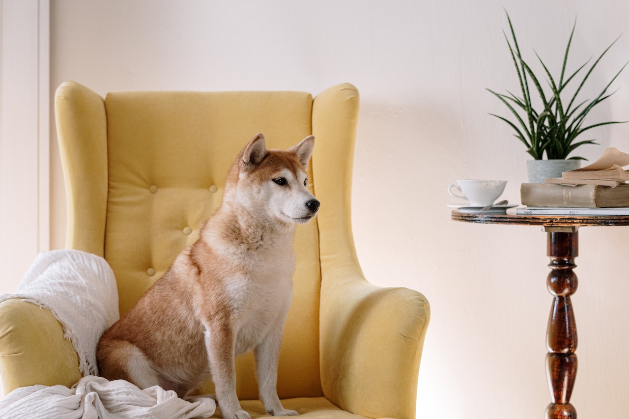 Whale Who Purchased 20 Trillion Shiba Inu Is Now The fifth Greatest SHIB Holder