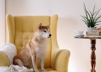 Shiba Inu