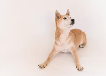 Shiba Inu