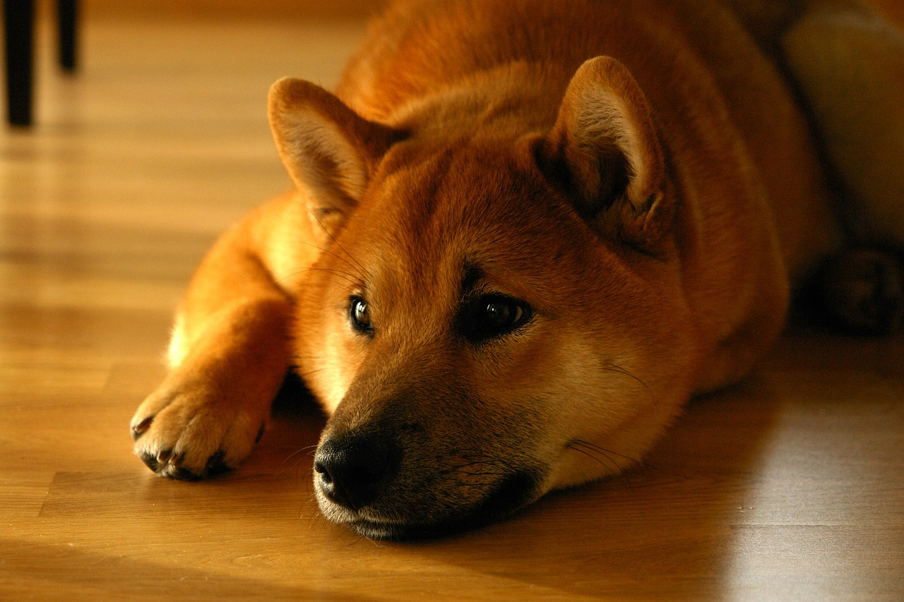 Shiba Inu Community Destroys 3.26 Billion SHIB in April Amid Price Decline