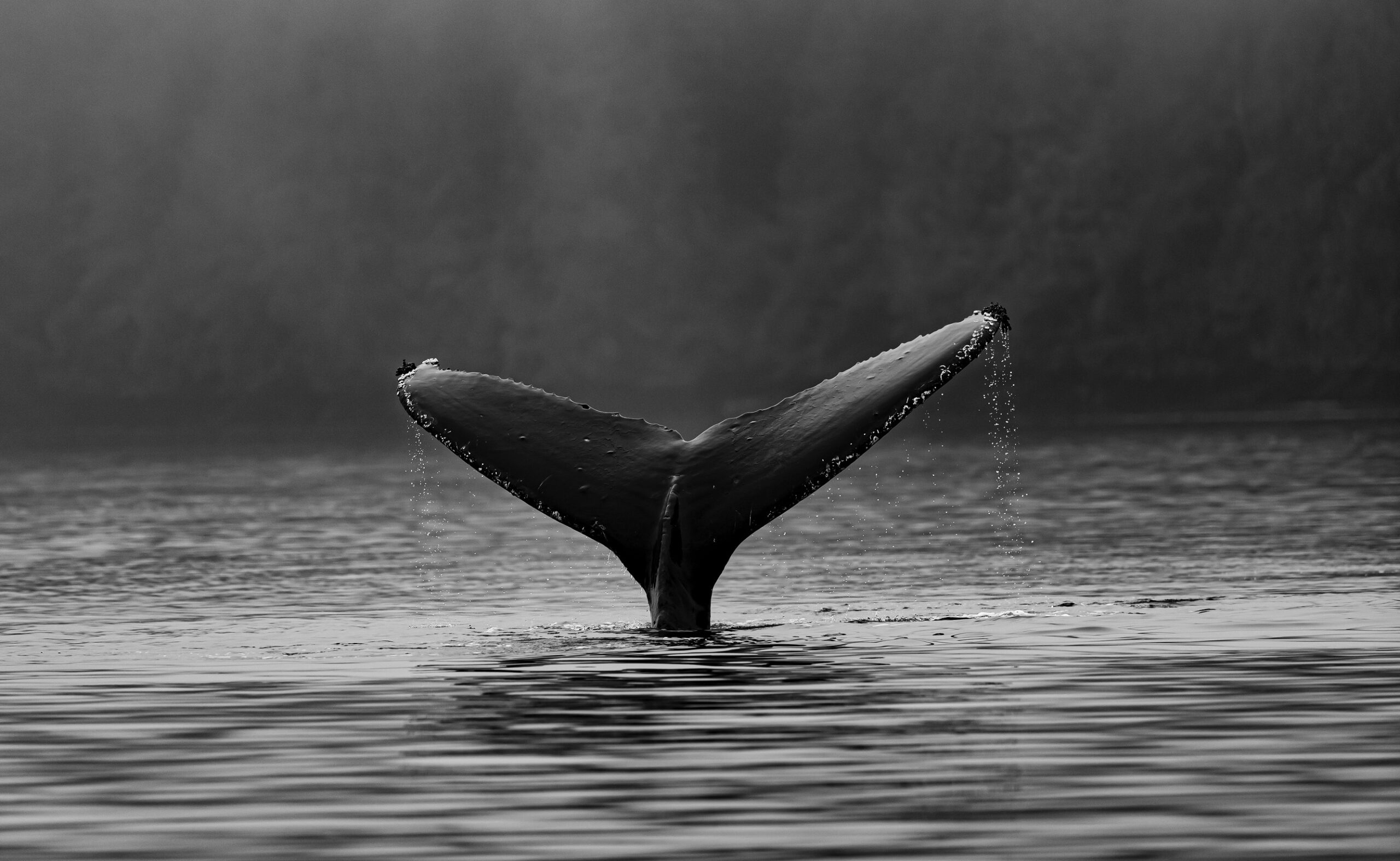 Bitcoin To Drop Further? Whales Show Signs Of Dumping