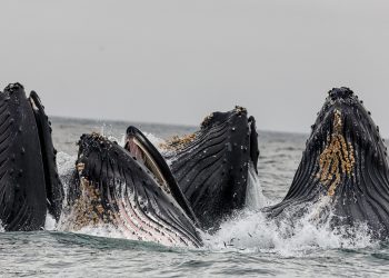 Bitcoin Whales
