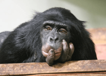 ApeCoin