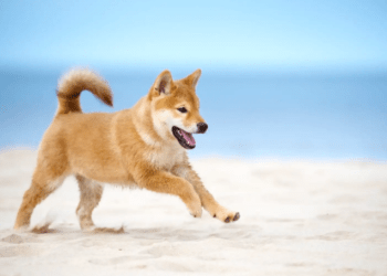 Shiba Inu