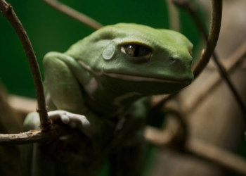 Pepecoin Frenzy Fades: How Meme Token’s Price, Market Cap Were Cut In Half