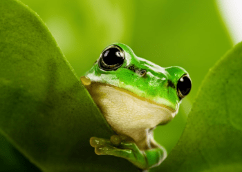 Pepecoin 15% Drop Sparks Speculation: Will Further Pain Follow?