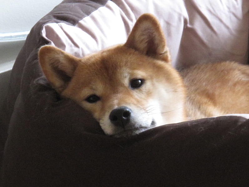 Can Shiba Inu Rebound As It Wraps Up Might With A 16% Decline?