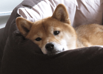 Can Shiba Inu Rebound As It Wraps Up May With A Discouraging 16% Decline?
