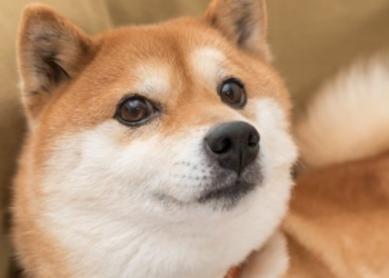 Shiba Inu