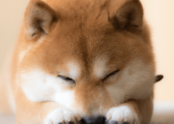 Shiba Inu