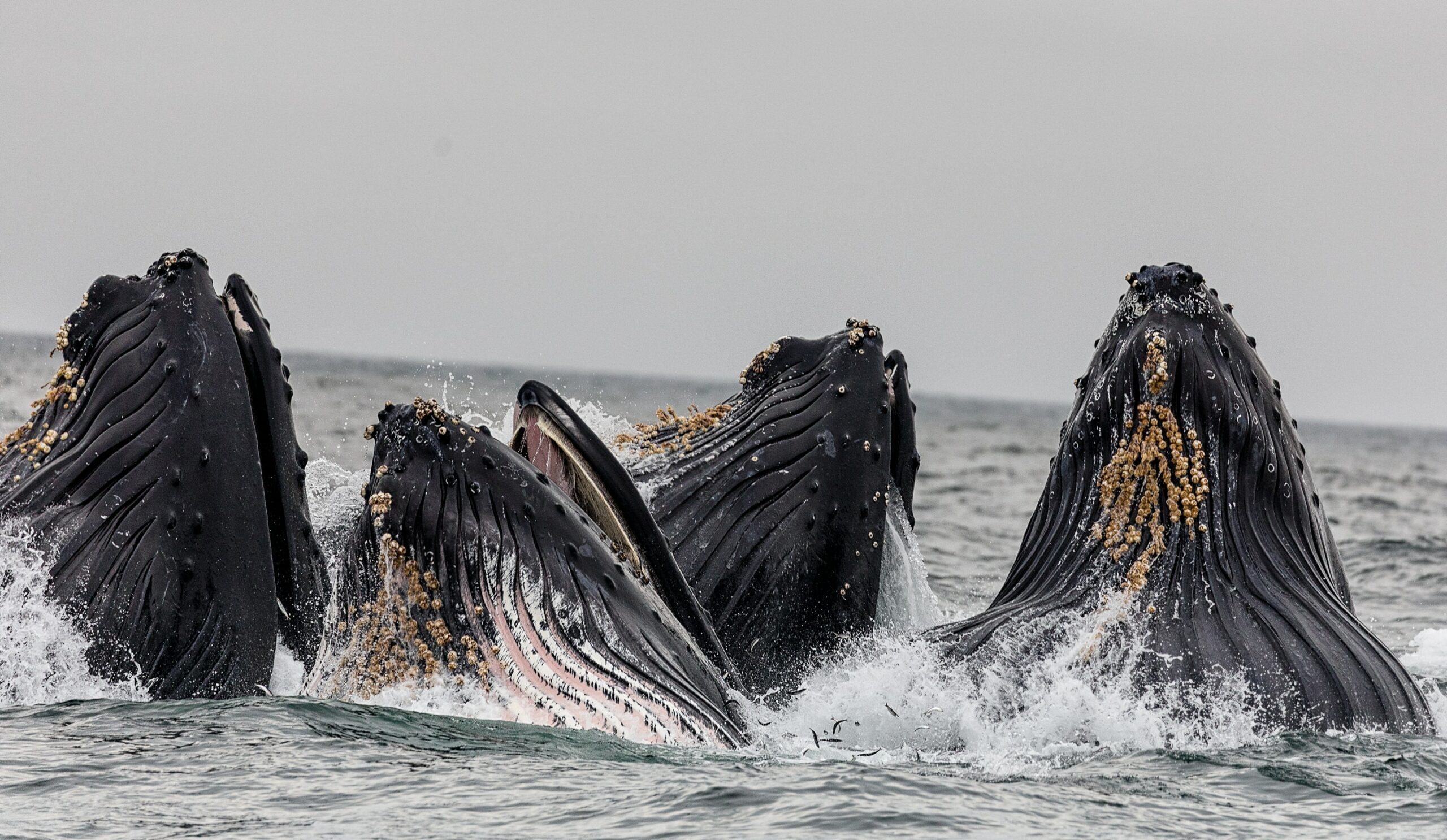Las ballenas altcoin muestran un día altamente activo, ¿volatilidad entrante?