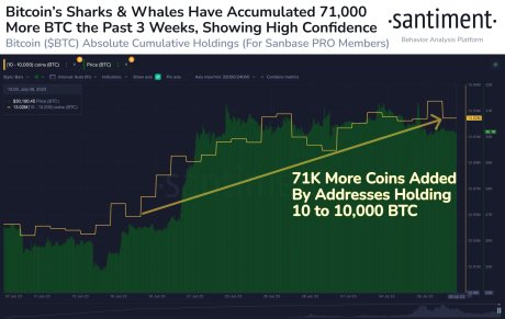 Bitcoin whales and sharks