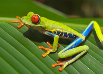 PEPE Potential Rebound: Key Details You Shouldn’t Miss