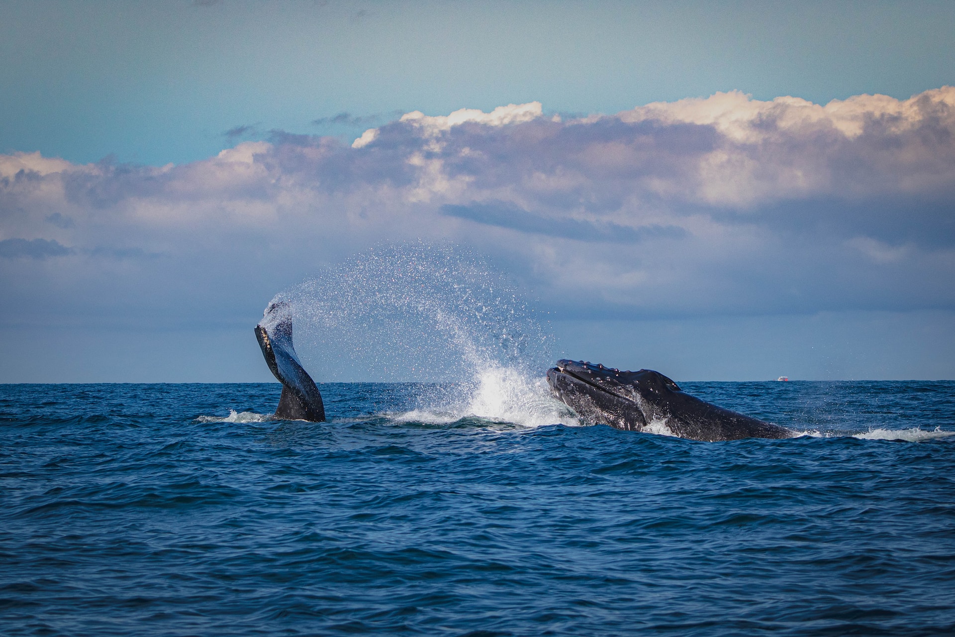 Bitcoin es testigo del éxodo histórico de ballenas: lo que necesita saber