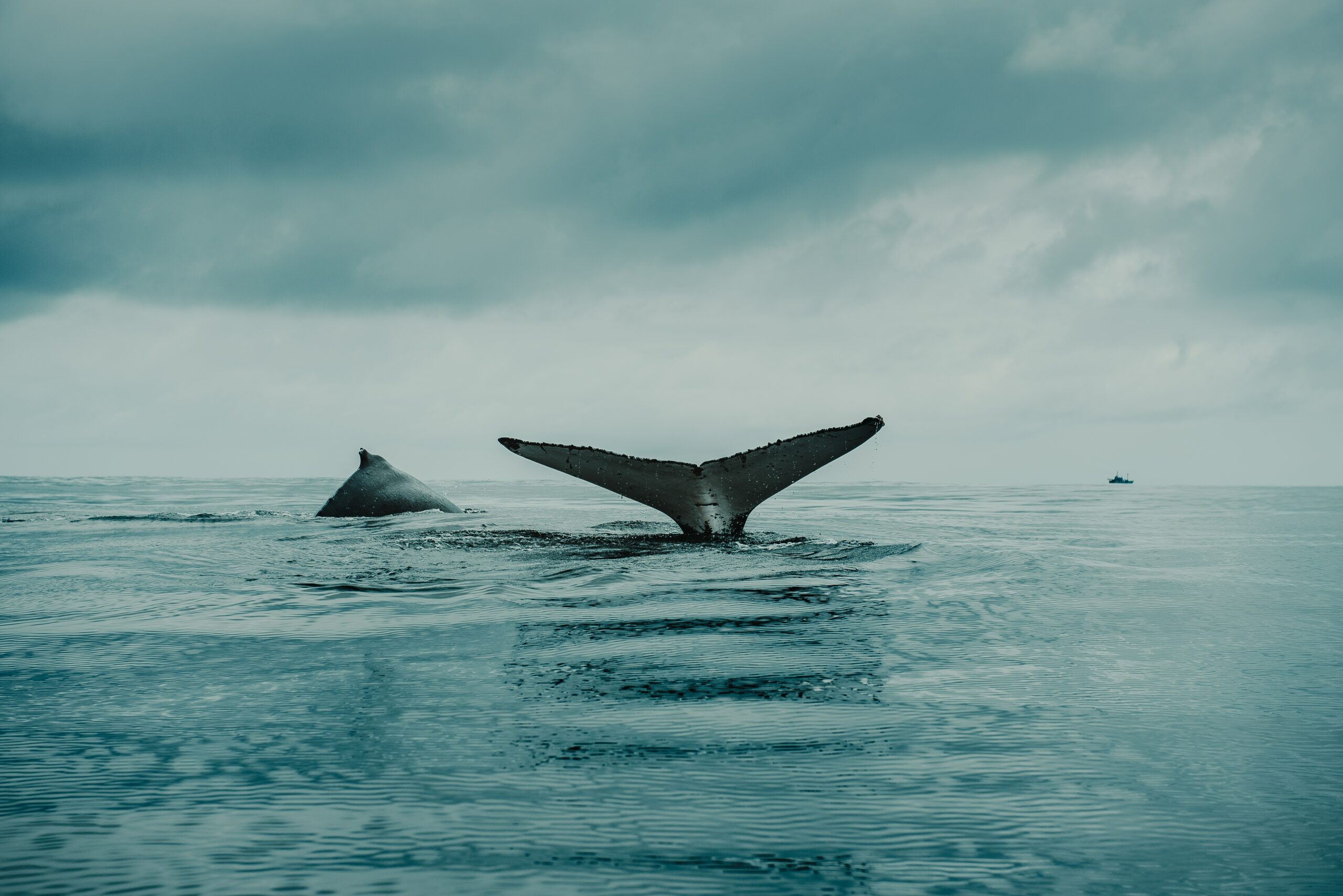 Bitcoin Sharks Continue Accumulation, But Whales Stagnate
