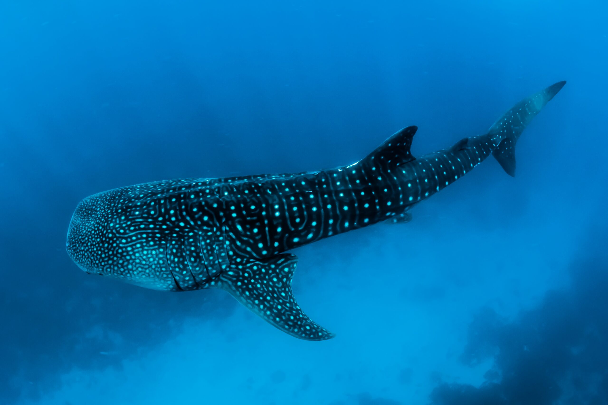 Bitcoin Whale Shark