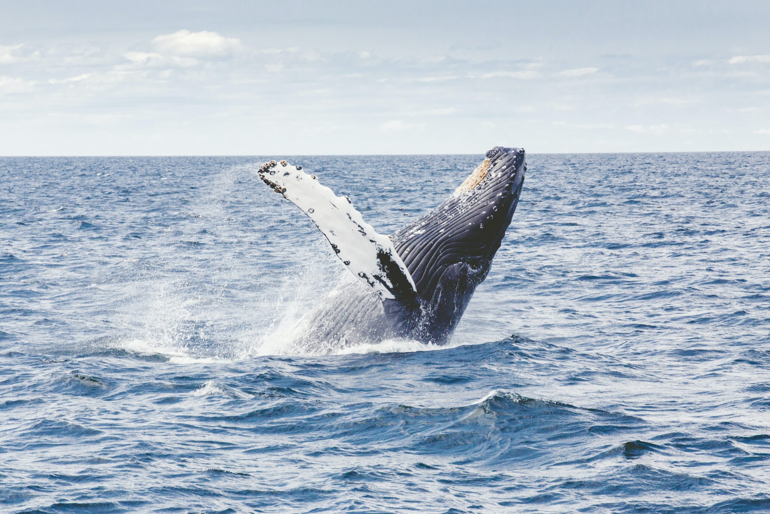 Bitcoin humpback whales BlackRock