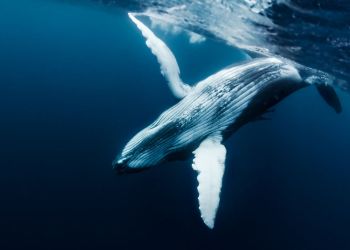 Cardano Whales