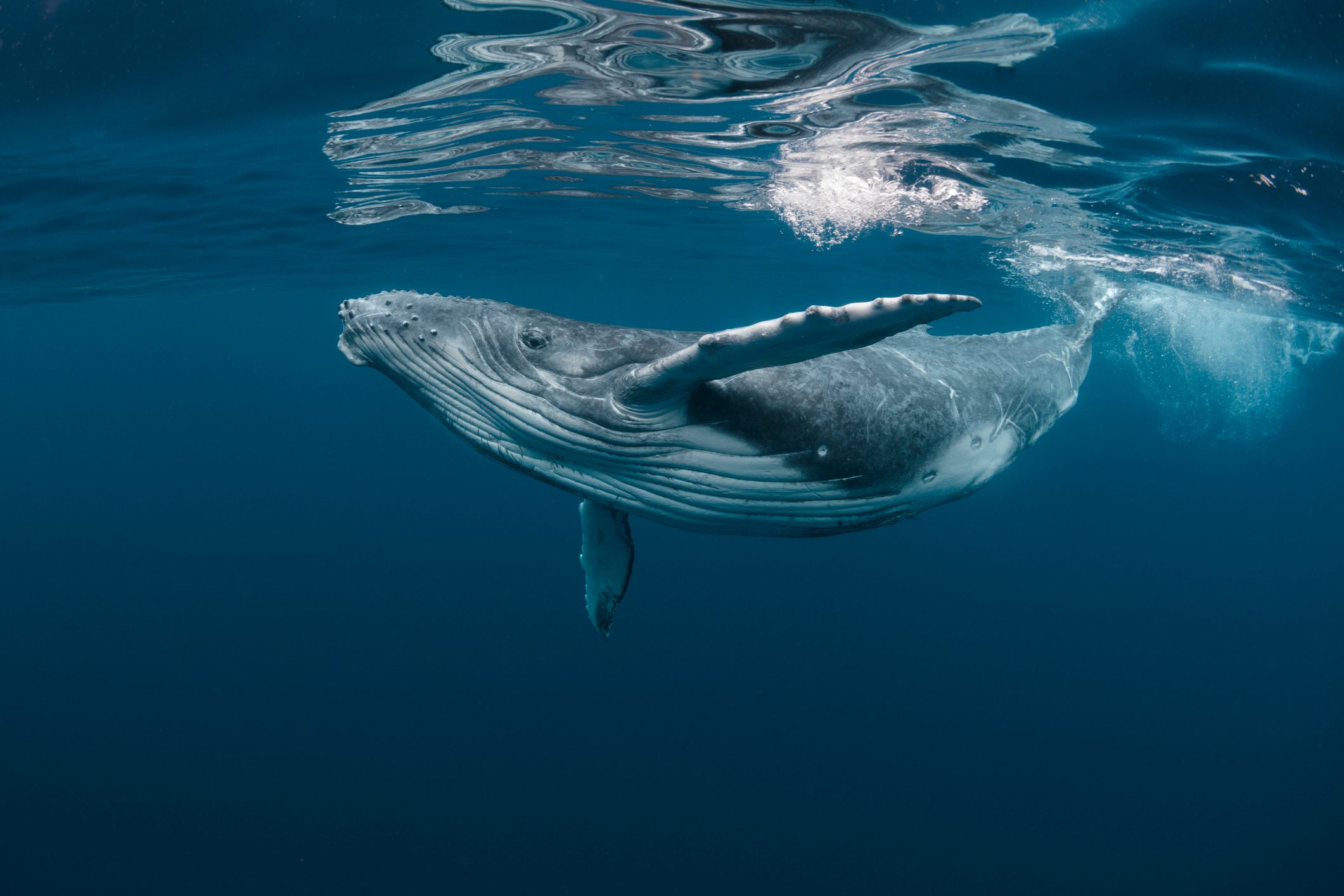 Ethereum Records Massive Whale Activity Amidst ETH Price Drop: Santiment