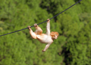 Apecoin