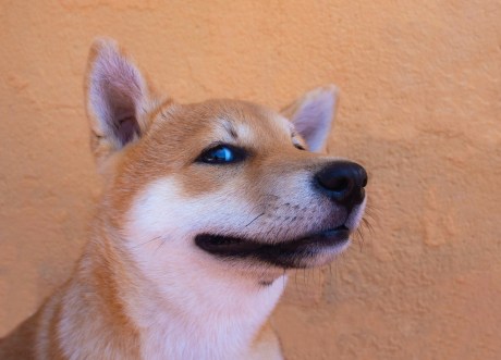 Shiba Inu Keeps Energy Alive, Snags 26% Gain – Here’s The Inside Scoop