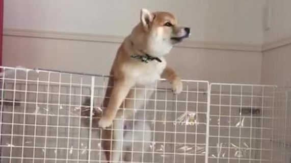 Can Shiba Inu Climb Before September Starts? Can Shiba Inu Climb Before September Starts?