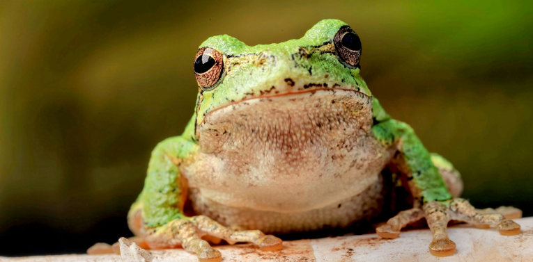 PEPE’s Future: Will Prices Of Meme Coins Continue To Drop? PEPE’s Future: Will Prices Of Meme Coins Continue To Drop?
