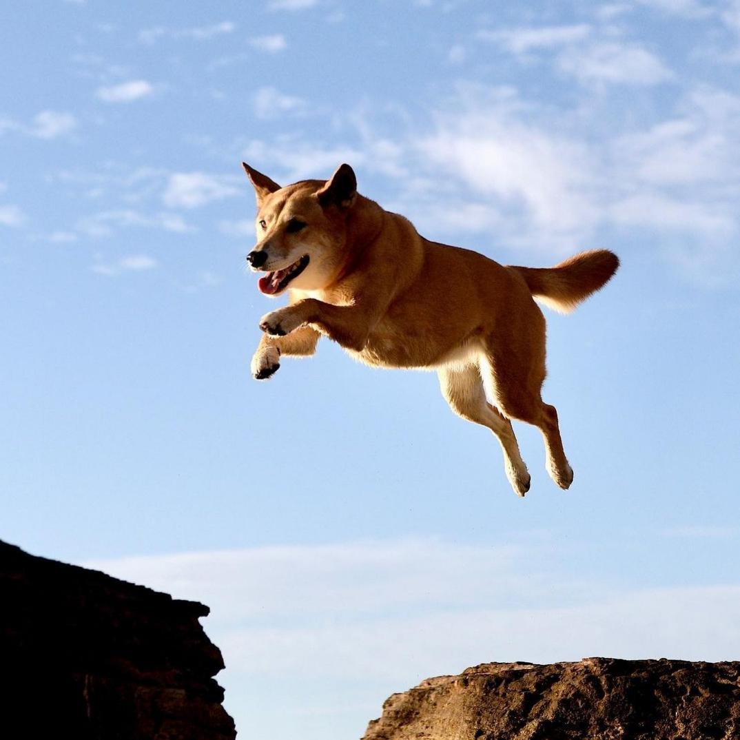 Can Dogecoin Reach $0.85? Bullish Setup Hints At Potential For Advance