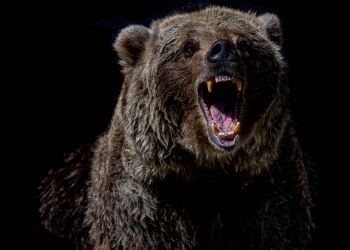 Bitcoin Bear