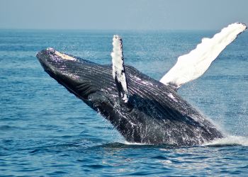 Bitcoin Whales