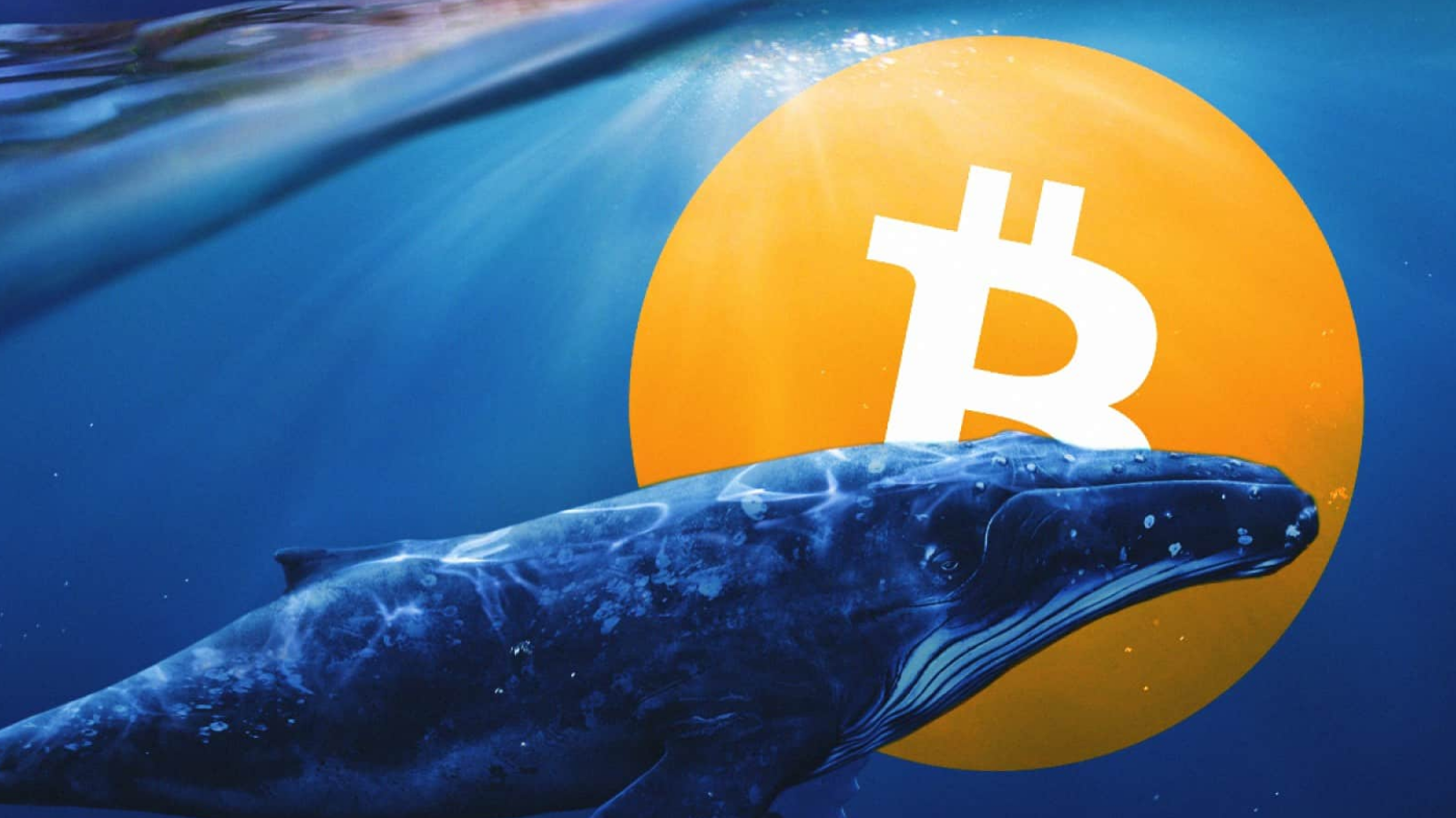 Report Reveals Crypto Whale Center With Majority Of Transactions Crossing  Million