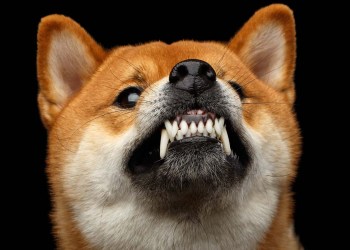 Shiba Inu