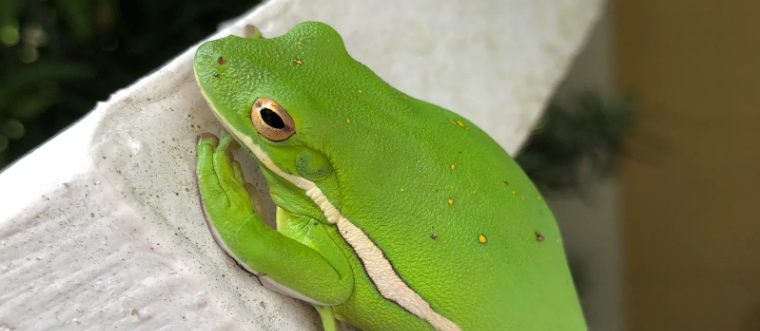 Can Pepe Coin Bounce Back? Insights On Its Future Can Pepe Coin Bounce Back? Insights On Its Future