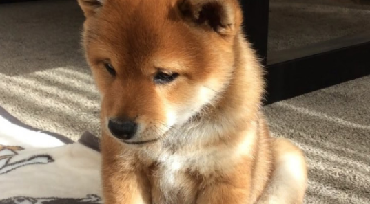 Shiba Inu Faces Potential 12% Crash As Bearish Pattern Emerges Shiba Inu Faces Potential 12% Crash As Bearish Pattern Emerges