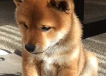 Shiba Inu