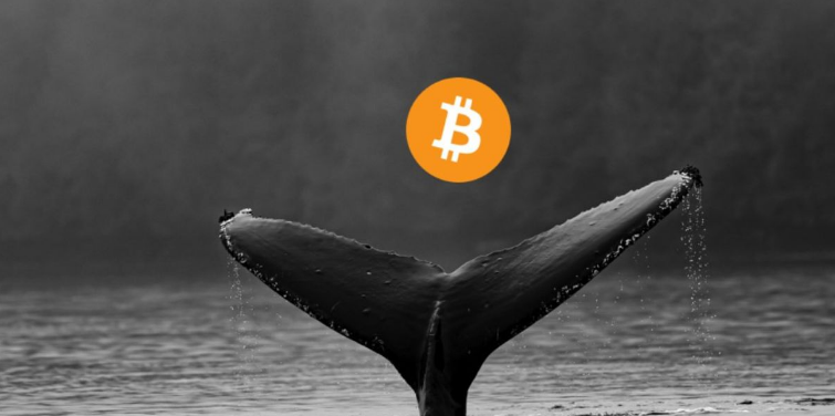 Bitcoin Whales Load Up With $1.5 Billion Worth Of BTC Amidst Price Uncertainty