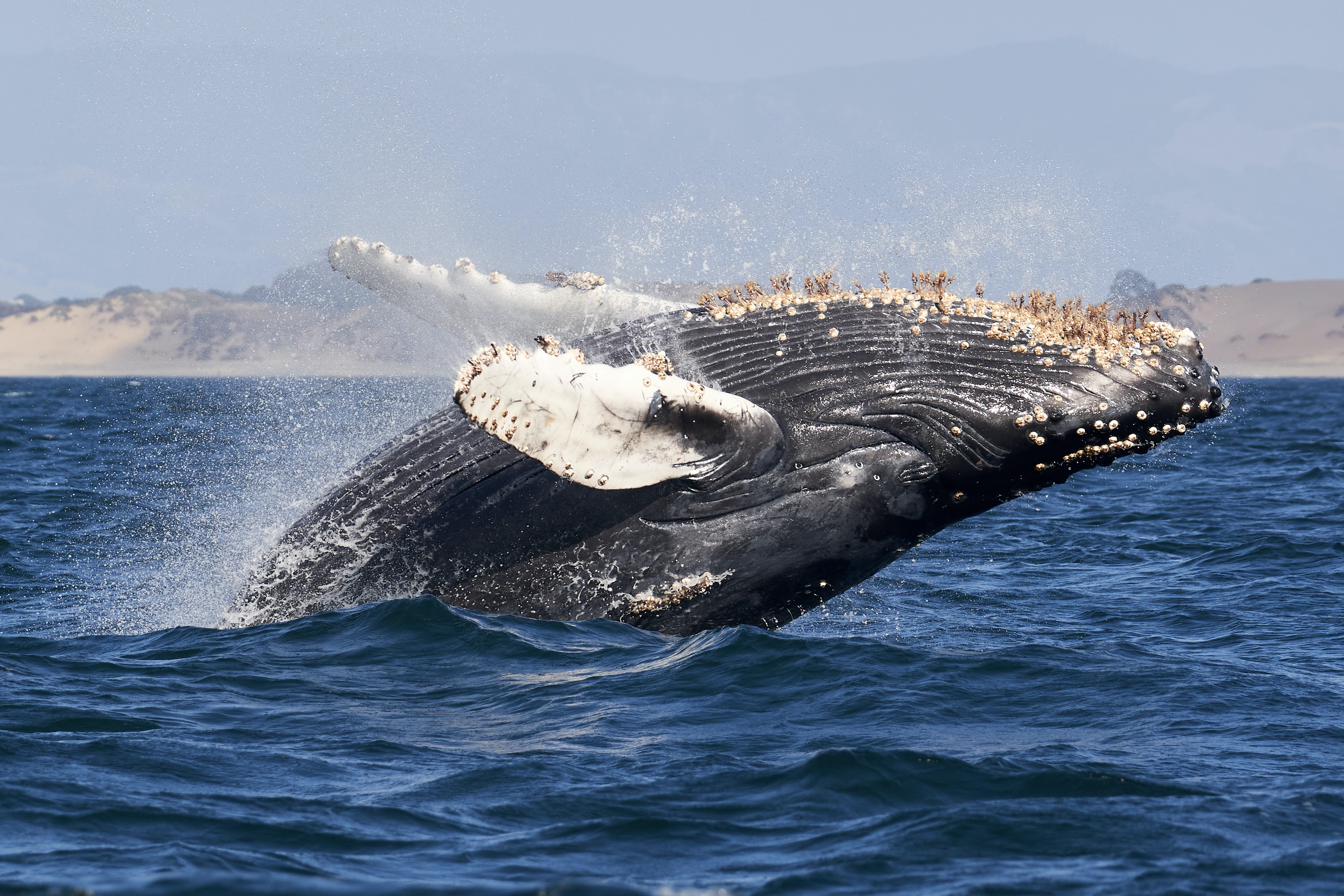 Bitcoin whales BlackRock