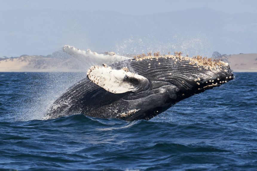 Bitcoin whale news