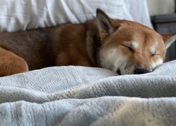 Shiba Inu SHIB price