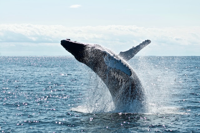 On-Chain Tracker Notices Major Difference Between Bitcoin And Ethereum Whales