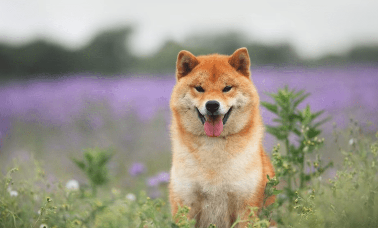 Shiba Inu Revival? Here’s Why A Resurgence May Be Imminent Shiba Inu Revival? Here’s Why A Resurgence May Be Imminent