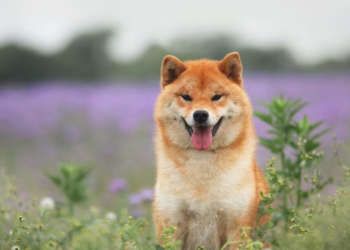 Shiba Inu