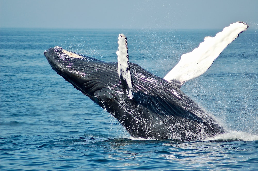 Declínio da atividade das baleias Bitcoin – Por que uma reviravolta é importante