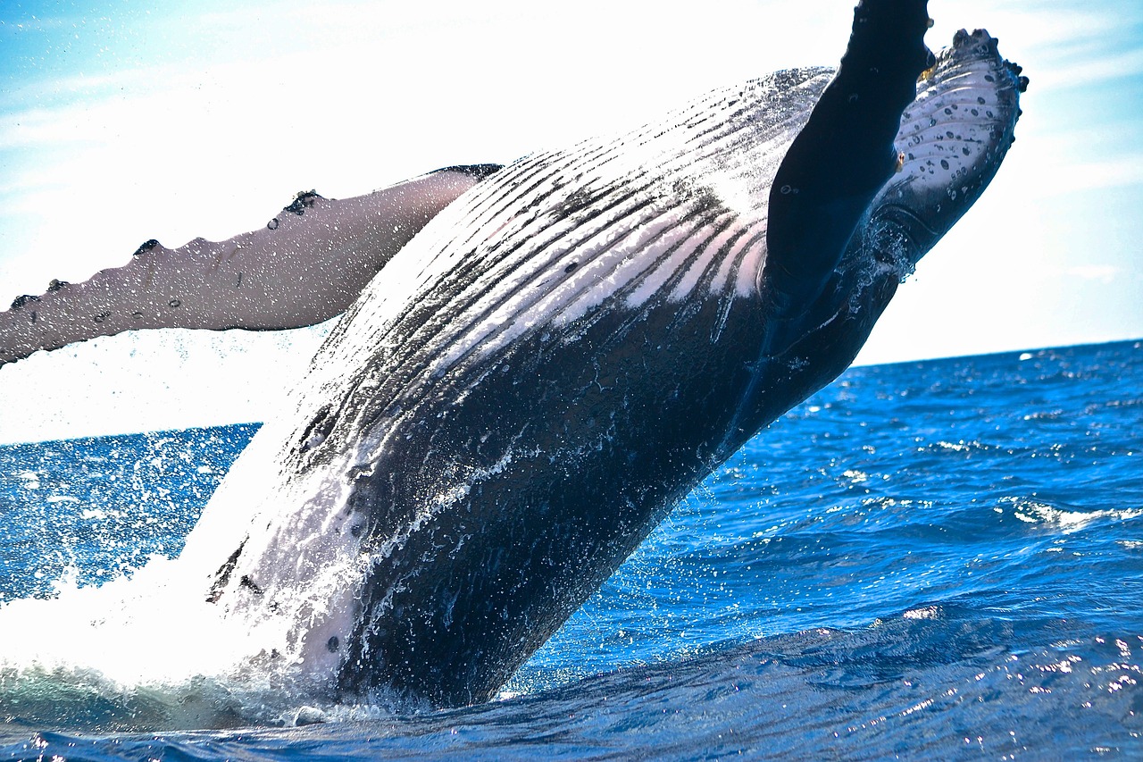 Whales Transfer $30 Million Price Of XRP To Exchanges
