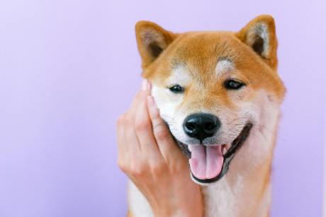 The Dogecoin Surge: Unveiling The Catalyst Behind Rising Transactions