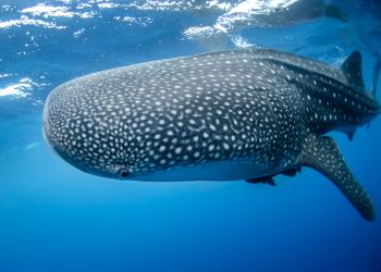 Bitcoin Whale Shark