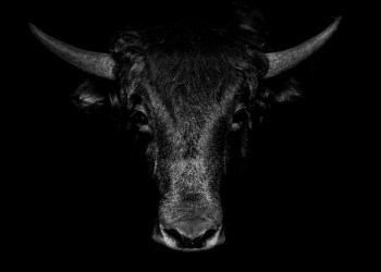 Bitcoin price bull run