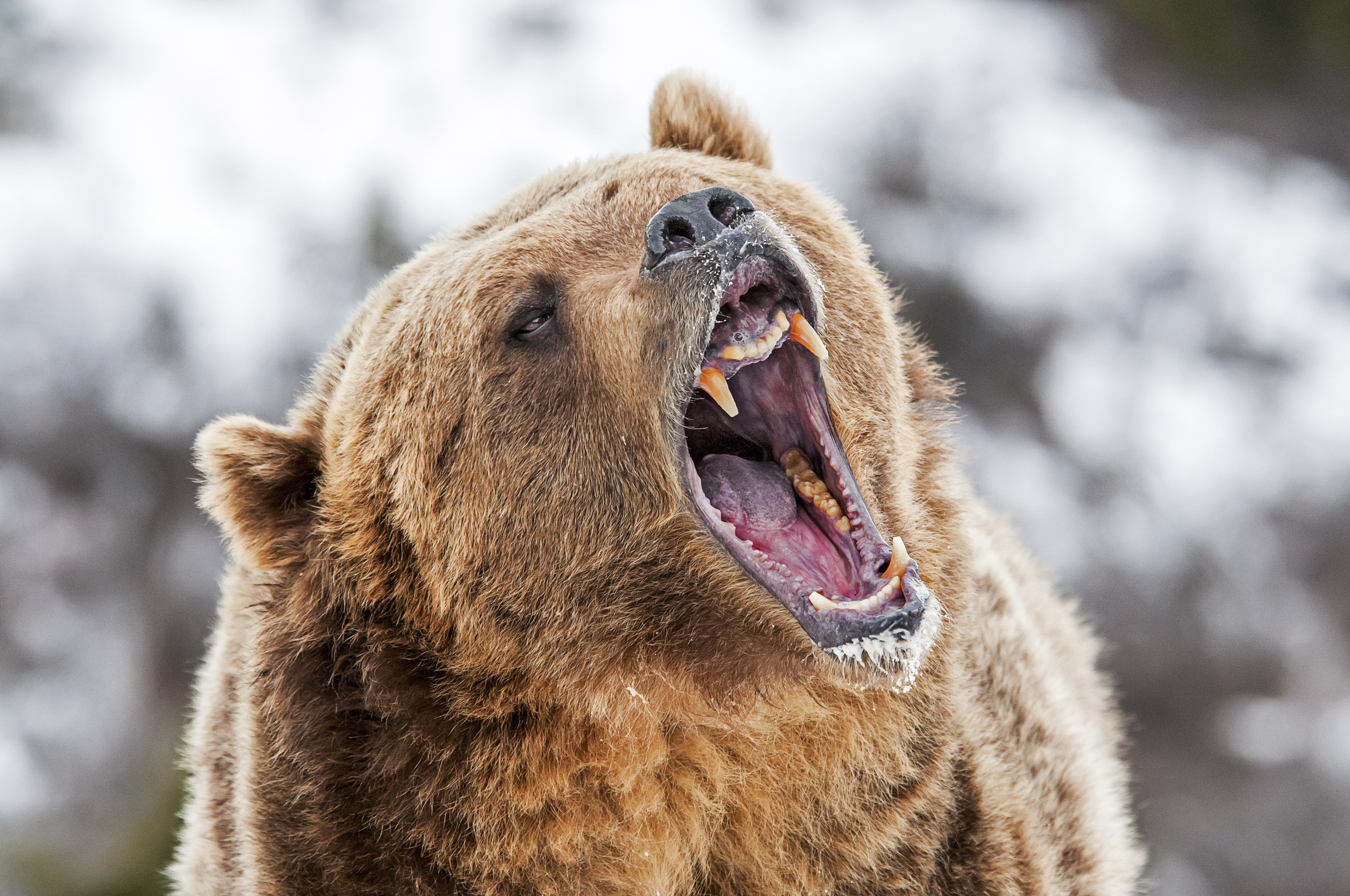 Bear fear. Медведь Гризли злой. Медведь Гризли оскал. Медведь Гризли с медвежатами. Медведь Гризли нападение.