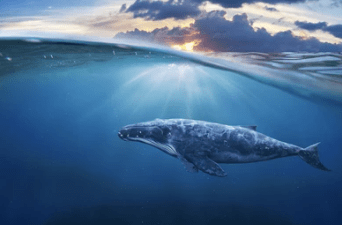 Ethereum whales raised 0 million in ETH in one week. Ethereum whales raised 0 million in ETH in one week.