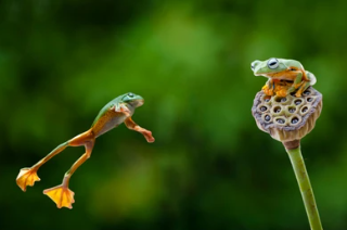 PEPE Inks 46% Weekly Gain – Can It Leap To The $1 Jackpot?